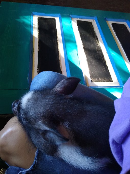 When painting interferes with your piglets nap.. https://t.co/tHl85cRJEf<a href="/tag/bonding"class="tags"><span>#bonding</span></a><a href="/tag/pals"class="tags"><span>#pals</span></a>