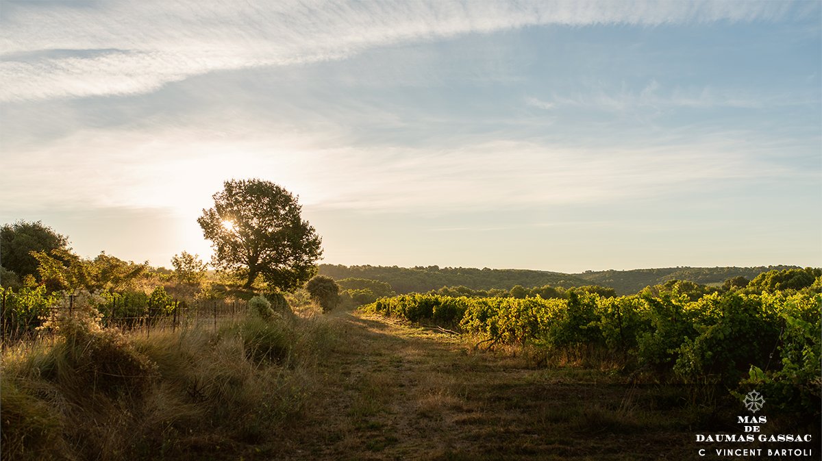 L'automne est bien là ! 🍂
Voilà un peu plus d'une semaine que les vendanges sont terminées. 🍇 La fraîcheur du mois d'octobre a pris de l'avance et les feuilles vertes de l'Arboussas commencent déjà à se dorer ! 🎋🍁