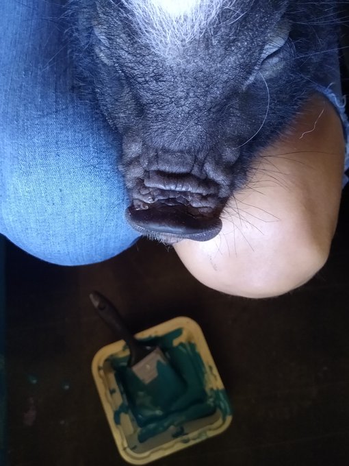 When painting interferes with your piglets nap.. https://t.co/tHl85cRJEf<a href="/tag/yourgoddess"class="tags"><span>#yourgoddess</span></a>