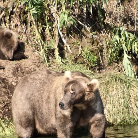 Grazer has a new scar on her face (poor baby) that makes her look EXACTLY like the Pokémon Teddiursa.