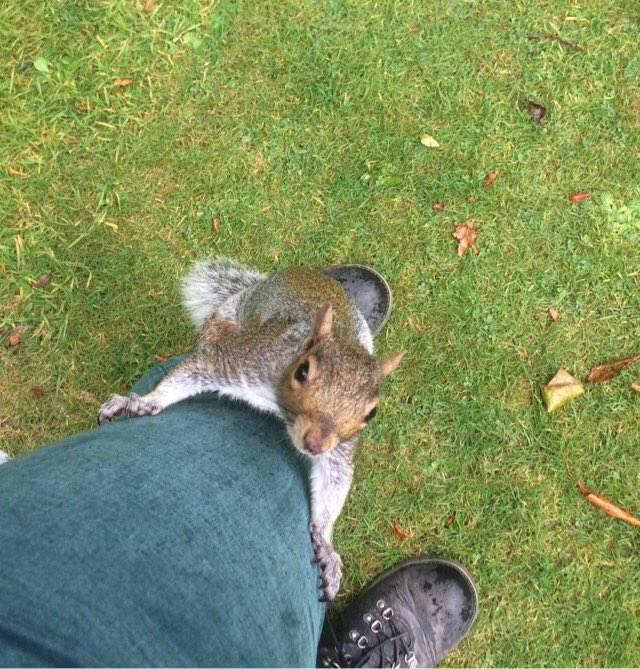 For long treks I suggest squirrel gaiters, not particularly practical but definitely cute...... Just more confirmation that I might be nuts.