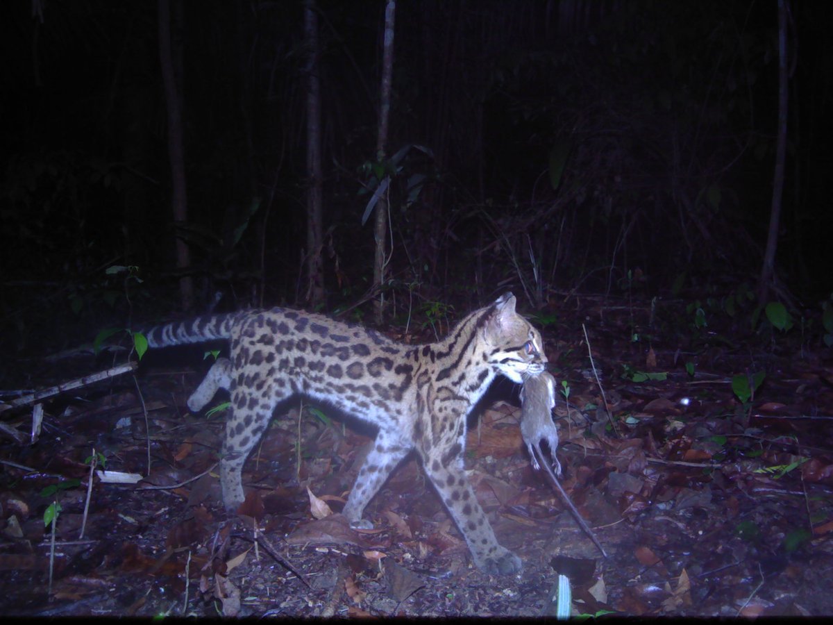 BATSUB working in conjunction with Panthera captured this picture of an Ocelot on the BATSUB training estate, we are working closely together on environmental conservation in Belize.