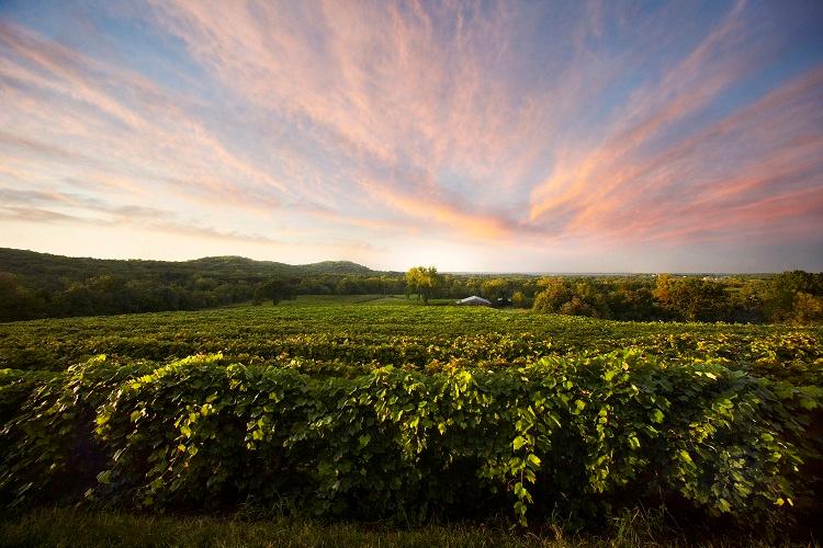 Harvesting Chambourcin and Norton this week! Check out the update in this week's newsletter along with the live music schedule and a jumbalaya recipe to make your taste buds dance with delight when paired with our Dry Muscat! #foodandwine #missouriwines conta.cc/3ifsHFl