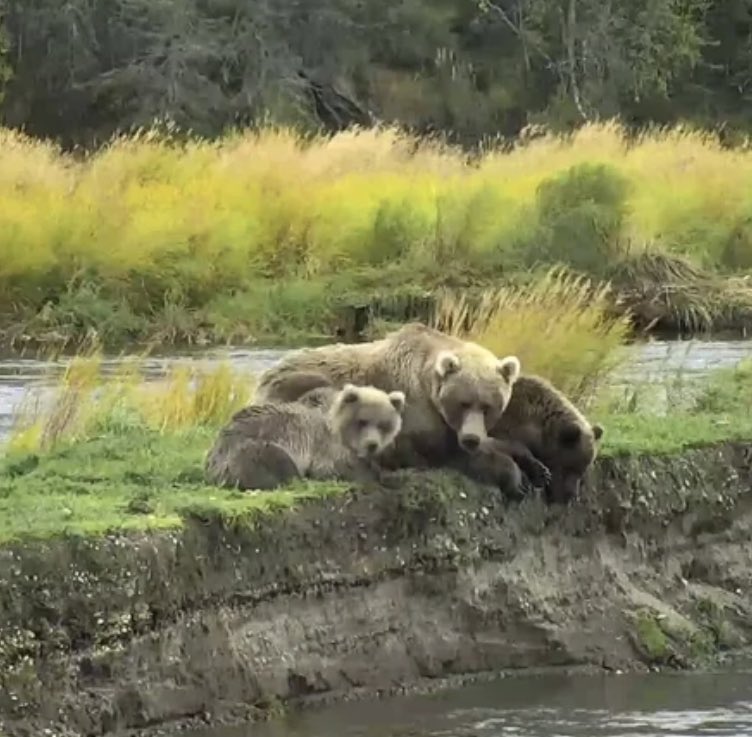 719 is one of Holly’s many cubs. She’s relatively young and already so fat. Proud of you, 719. Here she is with her babies last year.