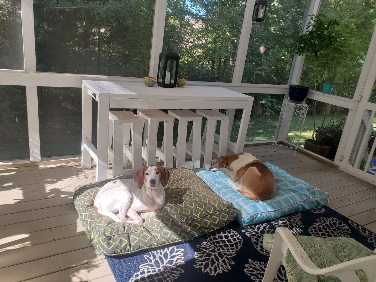 SRobling's tweet photo. @DanaPerino Scout and Boss morning sun. https://t.co/3rNaASkA8H