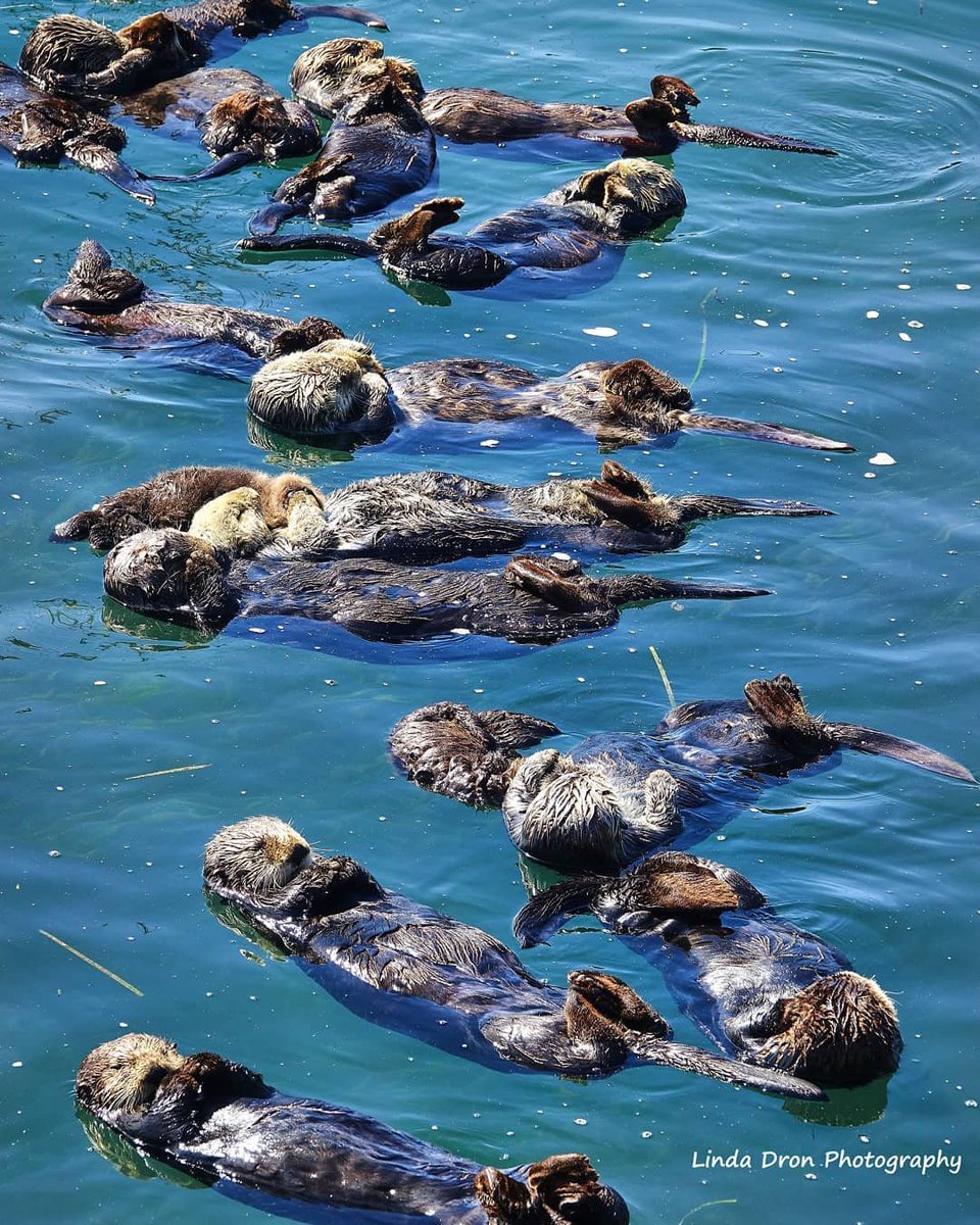 LosOsosBaywood's tweet photo. A group of resting otters is called a raft. To keep from drifting apart while they sleep, sea otters will wrap themselves in kelp and sometimes even hold hands❣ ---- Taken from a distance with a telephoto lens.
.
.
.
📷: @lindadronphotography
#WildlyEngaging #SeaOtters #MorroBay https://t.co/sQ1QWOqK0I
