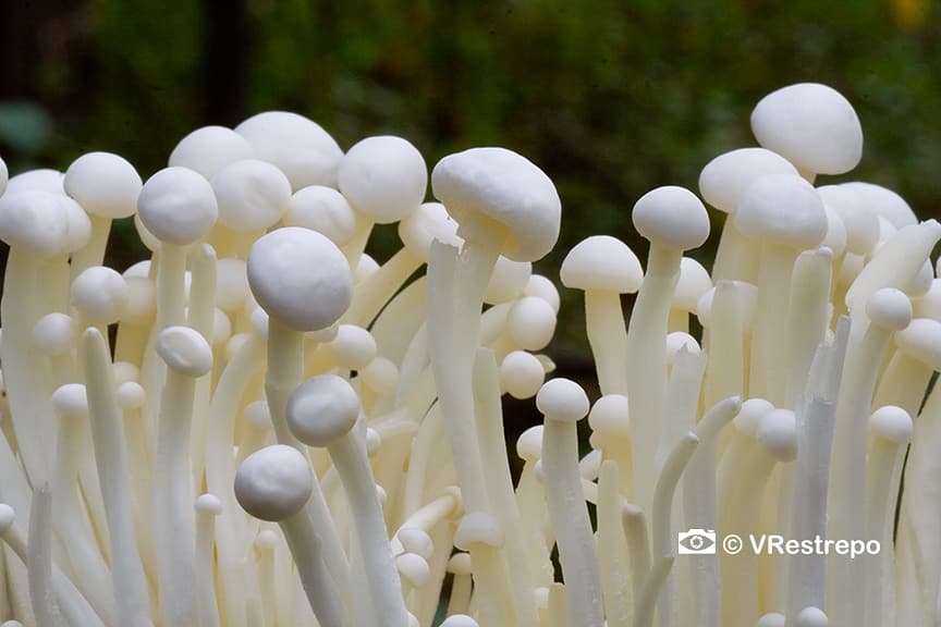 VrestrepoCom's tweet photo. En mis salidas a los bosques siempre me encuentro con otros seres vivos que siempre están presentes y me encanta capturar con mis lentes 🍄❤️ . Hoy les presento galerías de #hongos. #caminandoentrelasaves #fongus #naturephotography https://t.co/4FSQGFAAsB