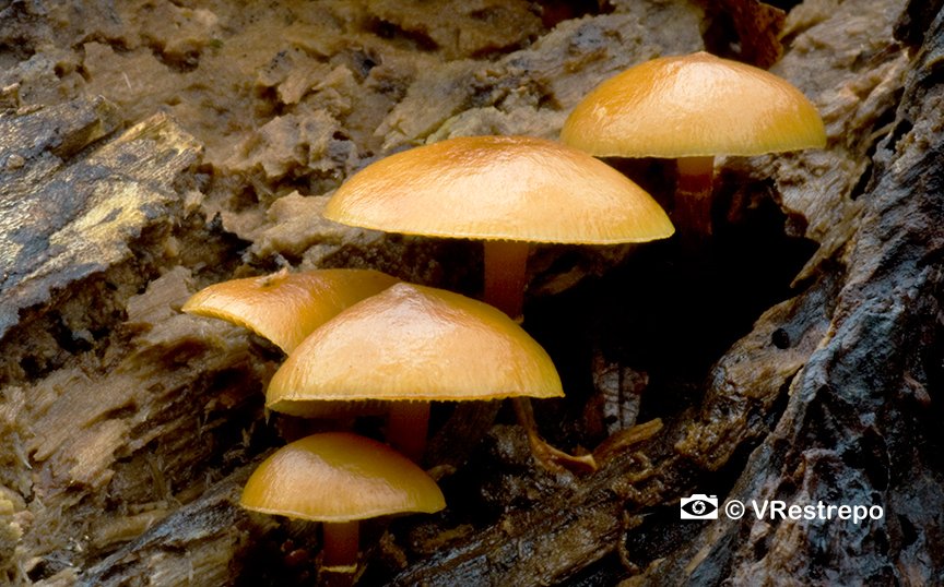 VrestrepoCom's tweet photo. En mis salidas a los bosques siempre me encuentro con otros seres vivos que siempre están presentes y me encanta capturar con mis lentes 🍄❤️ . Hoy les presento galerías de #hongos. #caminandoentrelasaves #fongus #naturephotography https://t.co/4FSQGFAAsB
