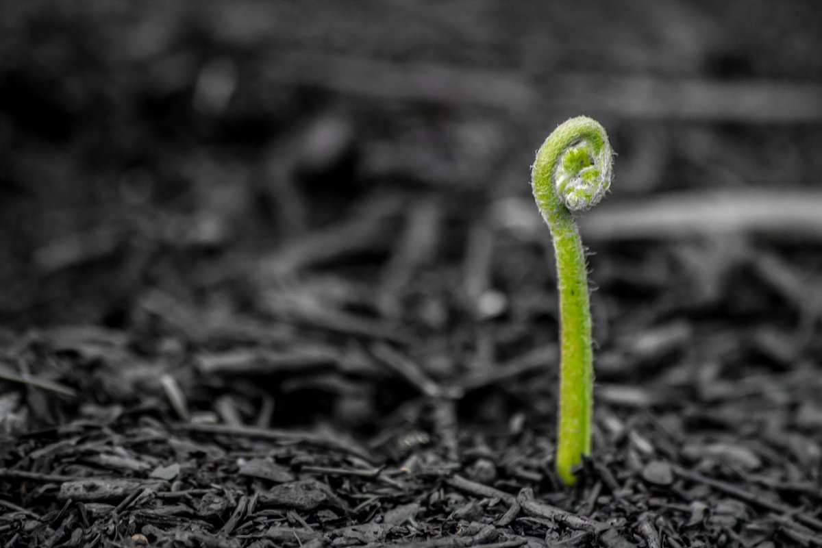 SteveWhicker's tweet image. "Fresh starts and new beginnings are a hallmark of the rescuing, forgiving, restoring, and transforming power of God's grace." Paul Tripp