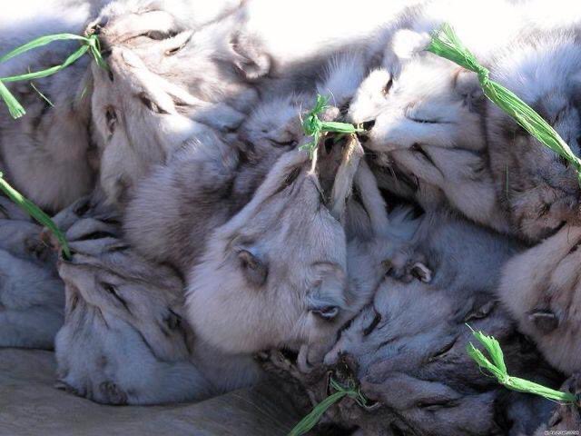 Rootstock1's tweet photo. 「毛皮は生地の種類ではありません。
自然に生きる動物たちに与えられた、
たった一枚しかない大切な命の服なのです。
命を犠牲にしなくても、あなたにはいくらでも　暖をとり、おしゃれできる服や手段があるはずです。
物事の裏にある真実から目をそらさず、思いやりある選択を。」 https://t.co/8lkeIQ0Qyz