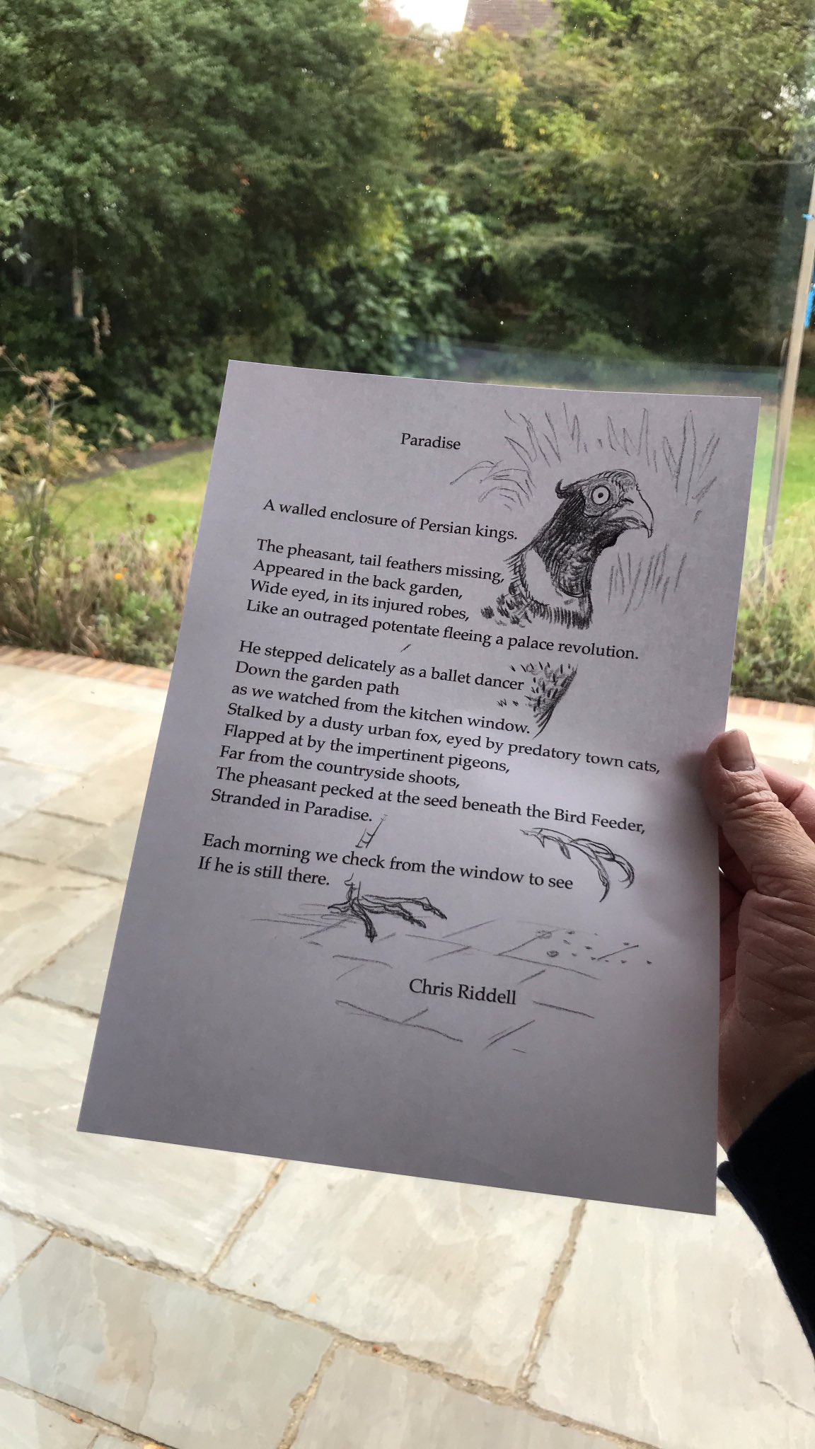 chris riddell on Twitter: "Poem for a pheasant. https://t.co/16VAk10bK3" /  Twitter