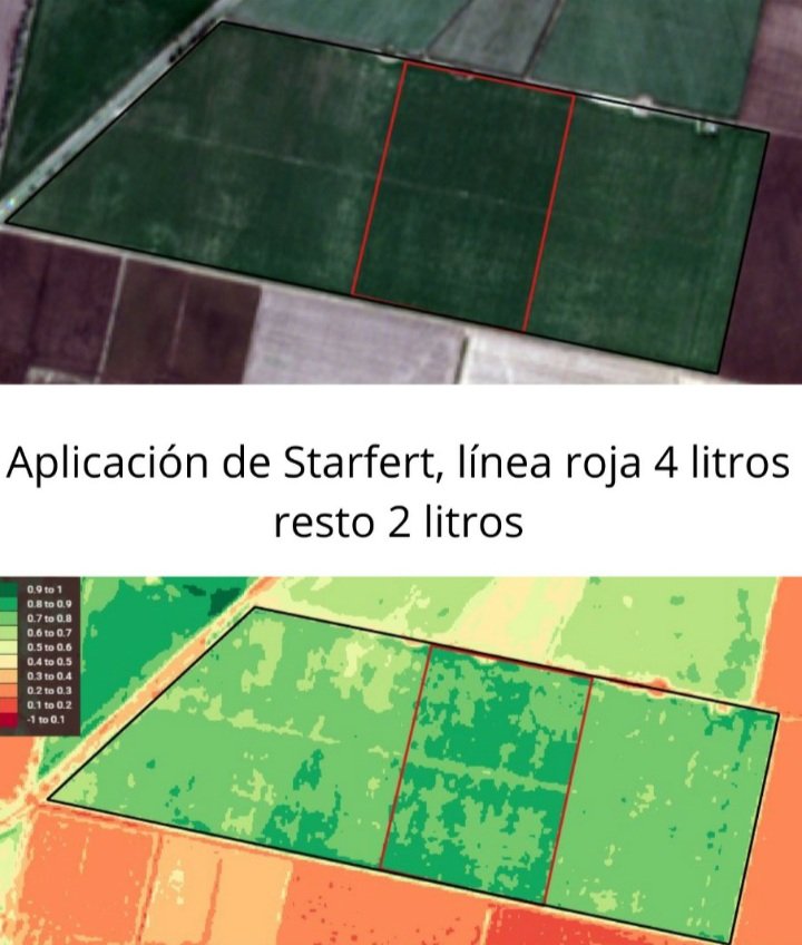 CalvetIng's tweet photo. Efectos de STARFERT en trigo 30 días después de aplicado, el efecto verde a 4 litros/ ha  es mayor aún .Probaste STARFERT en tus cultivos?? Gracias al aporte de @AgusForbice @AiBarsrl @InsuAgro https://t.co/m3iq1FXZ2k
