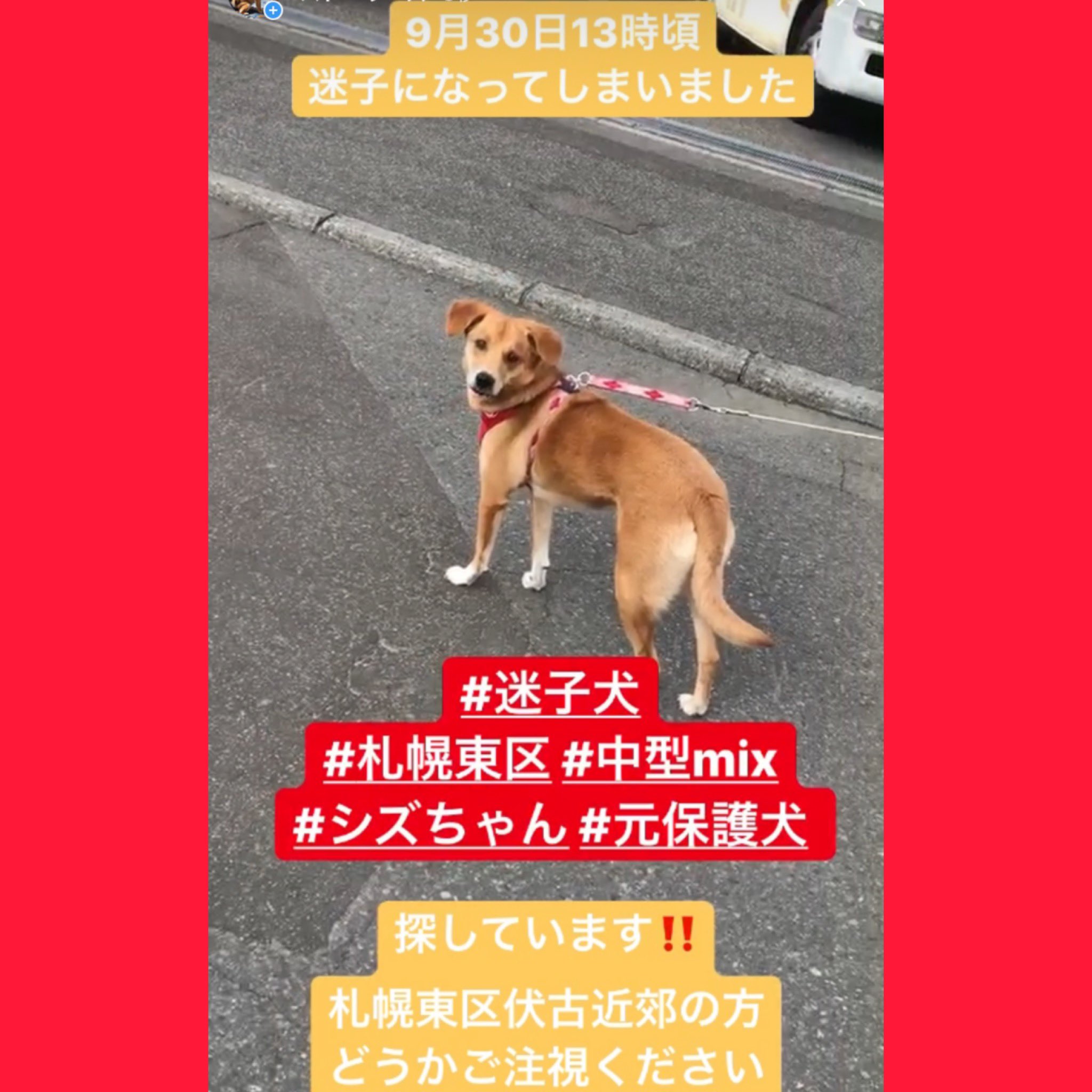 ふきのとう書房 Fukinotoubook Twitter