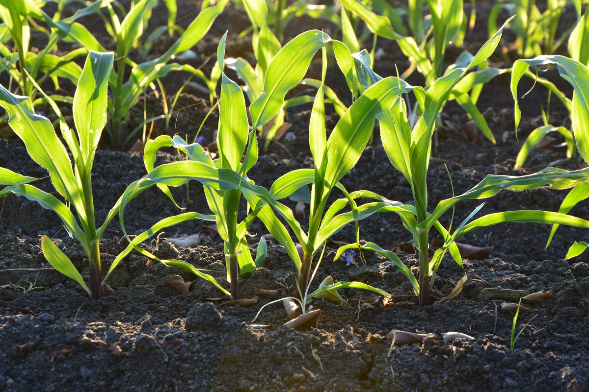 KnowSciencePH's tweet photo. SEARCA advocates science-based innovations, one of which is #cropbiotechnology. Meta-analysis shows that #Btcrops have no impact on soil invertebrates and help farmers reduce use of broad-spectrum insecticide sprays. Read more: https://t.co/2ct5N935hf #SEARCA #KnowTheSciencePH https://t.co/J0Cupo0ByA