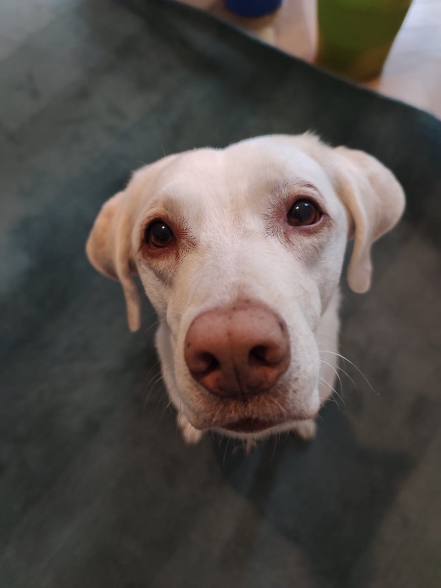 Do you think Bean the #OfficeDog could apply her ability to locate tasty treats to sniff out the #coronavirus like the dogs featured in this article nyti.ms/3l0Ji1i? To read more about Bean and our other team members, visit our website trophic.eu/about/
