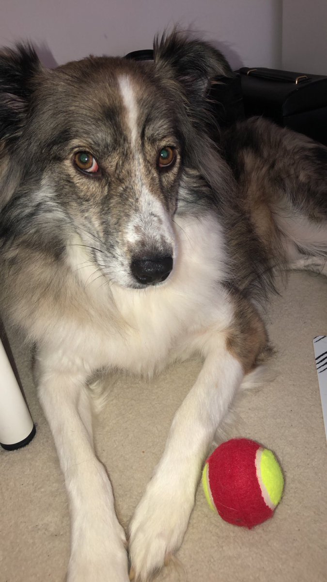 cojo671's tweet photo. Just to add on meko, he is a recuse dog and is terrified of going for a walk due to his past and he loves to hide under places. If I could please ask everyone to take 5 minutes out of their day to check their cars and garden to try find him it would be appreciated. 07534642456!! https://t.co/2o9tvhZwCj