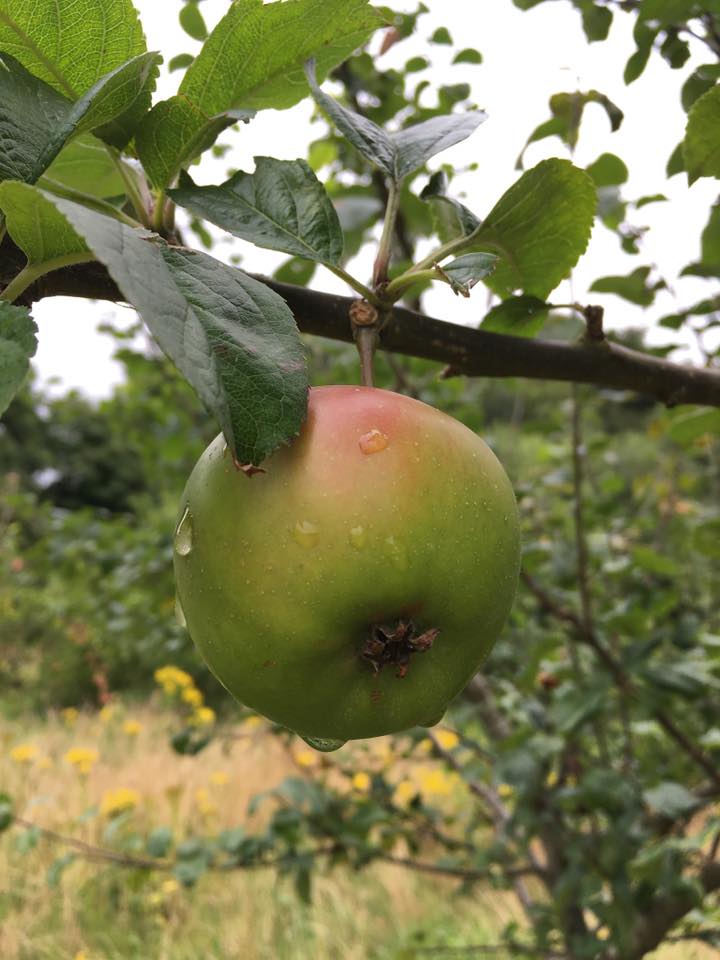We're aiming to celebrate <a href="/HMount_Orchard/">Holly Mount Orchard</a>'s INCREDIBLE #apples the #weekend 9-11th October 🍏 

More details on how you can join in to follow 💚 <a href="/IncEdNetwork/">Incredible Edible</a> @thisisrammysite