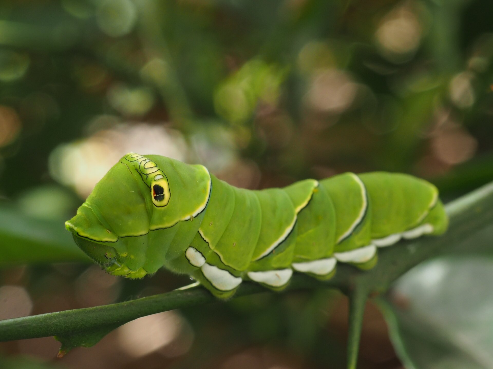 Cocoapiyo 大きな見落とし 終齢幼虫がいた アゲハチョウ ナミアゲハ アゲハ 終齢幼虫 5令幼虫 幼虫 T Co Zjyf2uvzw3 Twitter