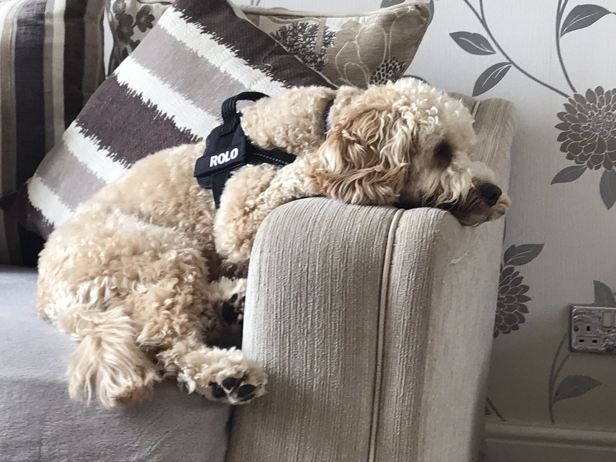 LJRobinson1994's tweet photo. @PackedLunchC4 @MissGAtkinson Our lovely cockapoo Rolo loves to relax on the sofa, whilst still being able to look out of the window https://t.co/smur47NwPu
