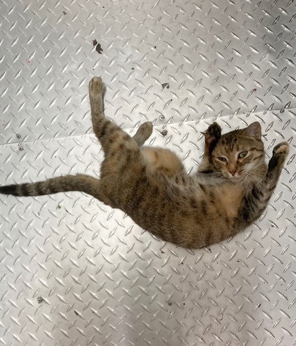 Bodegacats_'s tweet photo. https://t.co/VhXuRHirHA