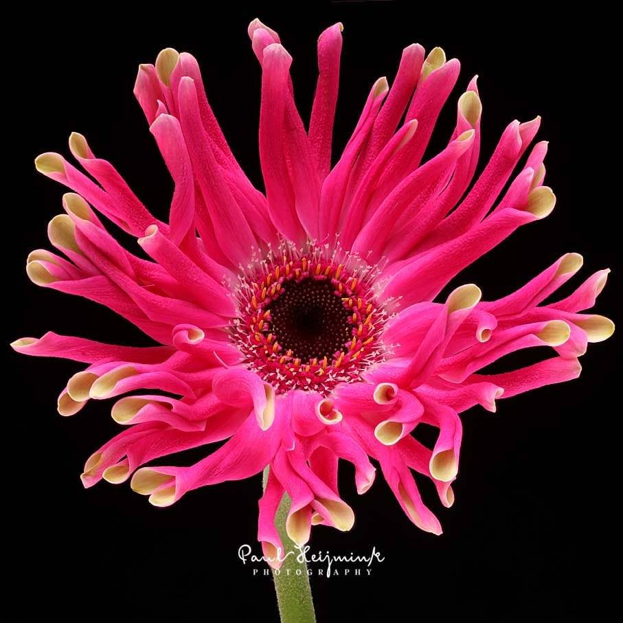 We all love Pasta en Pastini Gerberas. With 20 curly Gerbera varieties we are the biggest supplier of specialties. Looking for something extra ordinary and exceptional? Choose the Gerbera Ambition line. Picture made bij Paul Heijmink Photography