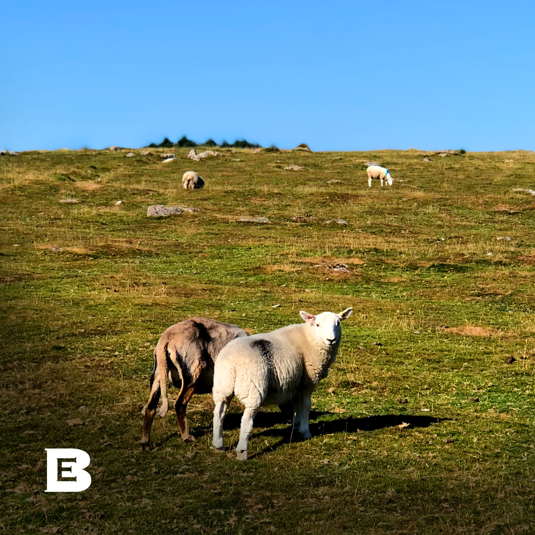 Pleased to meet ewe neighbour… 🐑🐏🐑 (did you get it? Too early for Christmas cracker jokes? 😂)

#ChristmasCrackerJoke #TooSoon?