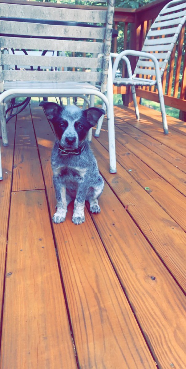 averymaxine__'s tweet photo. A month difference... she’s doubled in size 🥺🐾 my Lady May ❤️ https://t.co/RqXqDKXdEG