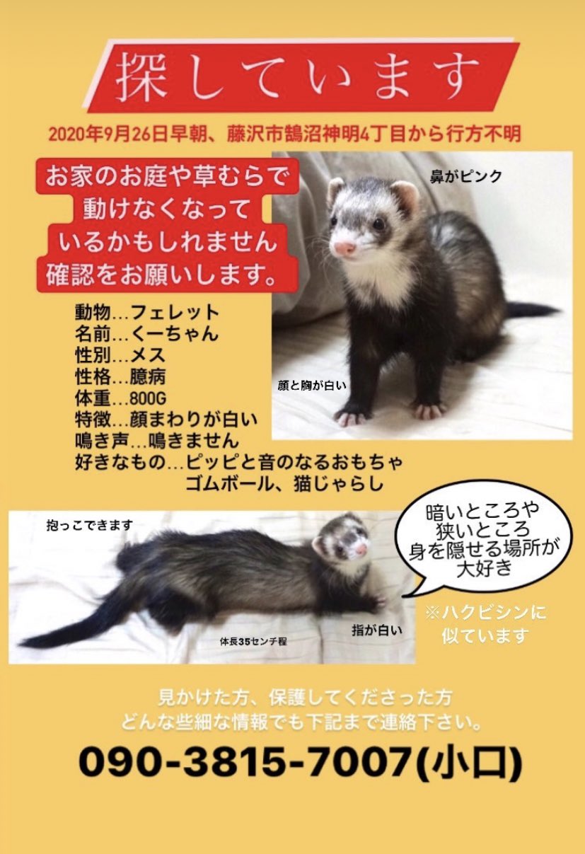 迷子フェレット Twitter Search Twitter