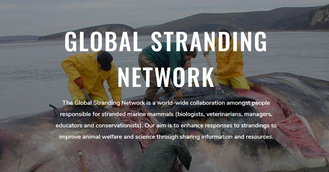 The Global Stranding Network was founded at #WMMC19 in response to the call for action from the Barcelona Declaration:To ensure consistent response to stranded marine mammals globally, and support conservation efforts for species under threat of extinction globalstrandingnetwork.org