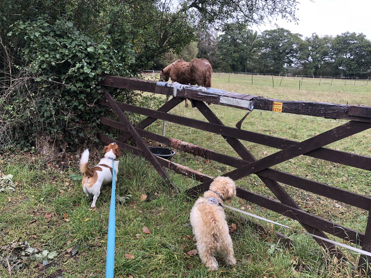 Chappers 🐾🐝 🙋‍♀️ tweet media