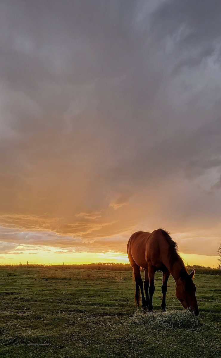 JBMEquiFarms's tweet photo. September 29
Manitoba
Rain Storm
Beauty of a sunset cont 🤣😂
#mbstorm #mbwx #clouds #horses #yogi #mommaboo #grace #farm #beauty #mybackyard https://t.co/51nZLorap3
