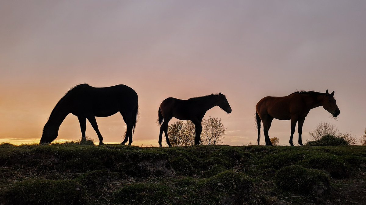 JBMEquiFarms's tweet photo. September 29
Manitoba
Rain Storm
Beauty of a sunset cont 🤣😂
#mbstorm #mbwx #clouds #horses #yogi #mommaboo #grace #farm #beauty #mybackyard https://t.co/51nZLorap3