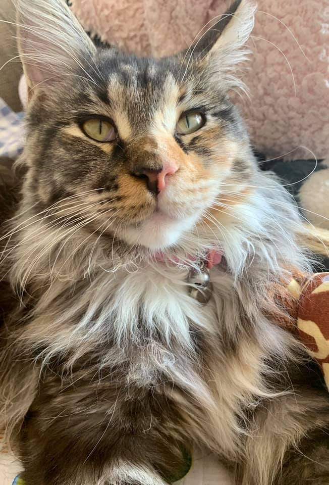 AlanDaffern's tweet photo. Kianna 10 month old #Tortie #Mainecoon went #Missing on 25th September 2020 from Grazier Avenue #TwoGates #Tamworth #B77 area. She has recently been #Spayed and has fur missing near her left leg and she is #Chipped
https://t.co/32GDBqQNBS
If sighted/found : 07723-607630
#lost https://t.co/SUq4mkDASs