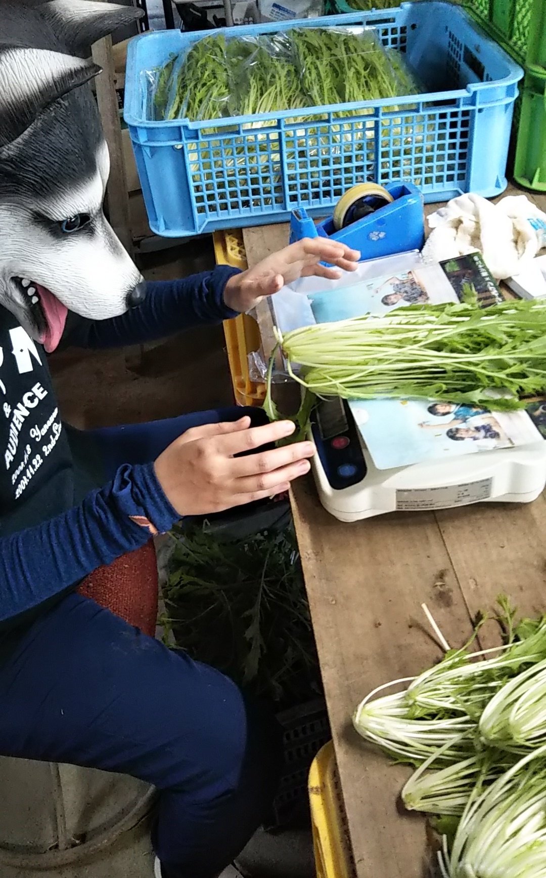いぬ わんおわわわんわーん ずっと水菜のターン 農業 犬 水菜 袋詰め 今日もいっぱい袋詰めしたー 収穫待ちの水菜がまだいっぱいいる まだだ まだ終わらんよ T Co 1scvzerppf Twitter