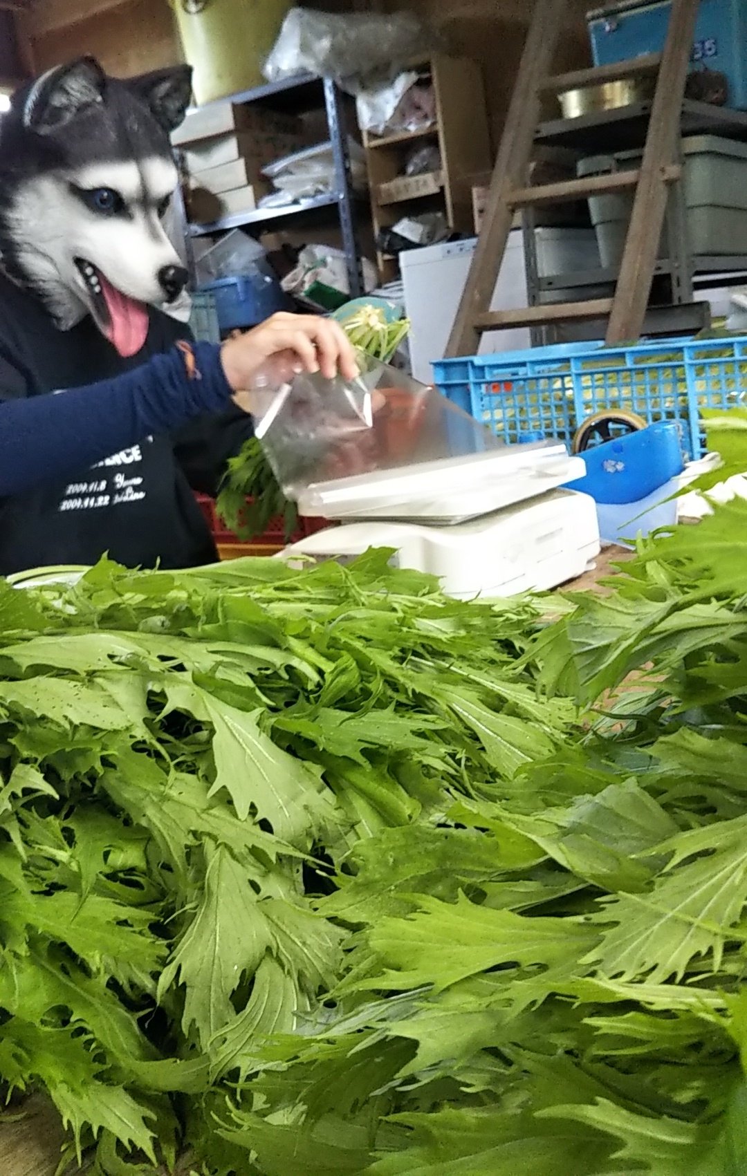 いぬ わんおわわわんわーん ずっと水菜のターン 農業 犬 水菜 袋詰め 今日もいっぱい袋詰めしたー 収穫待ちの水菜がまだいっぱいいる まだだ まだ終わらんよ T Co 1scvzerppf Twitter