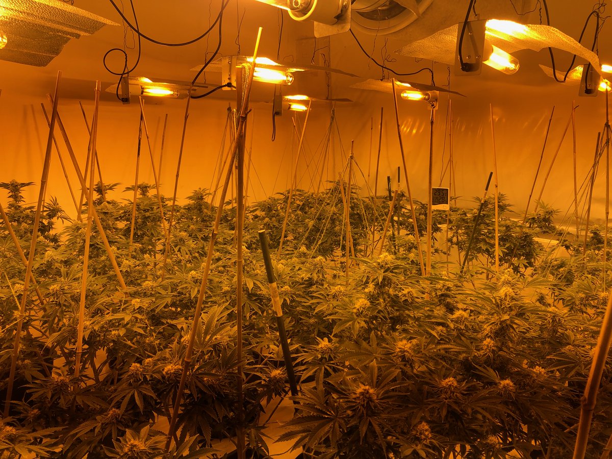 SM4 SNT Drugs bust
Executing a warrant in the early hours this morning, the teams found over 150 cannabis plants within the address

Wards were assisted by Response team who did the door. (Thanks team!) Follow your team @MPSLowerMorden @MPSCannonHill @MPSWestBarnes @MPSRaynesPark