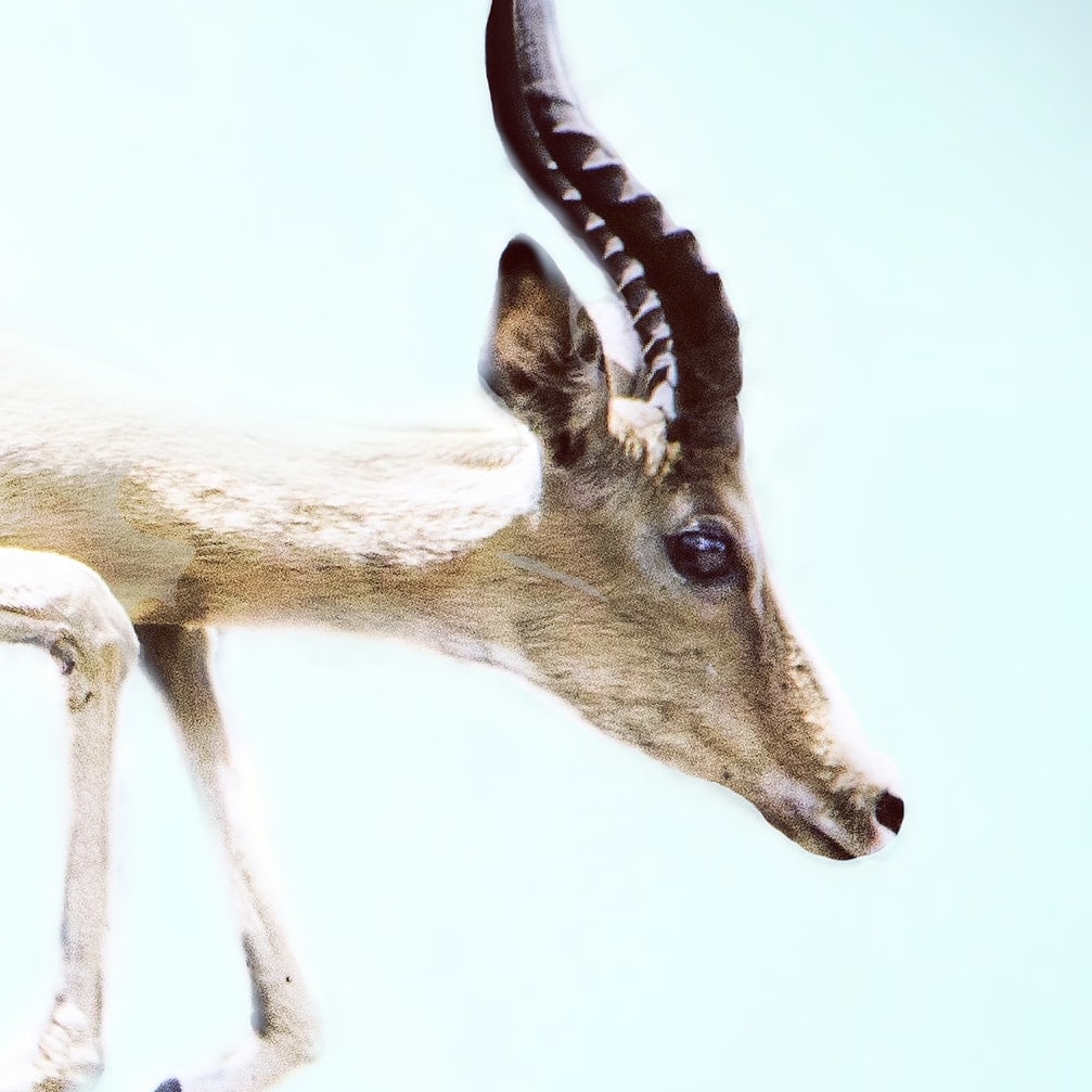 West Lunga Conservation Project tweet media