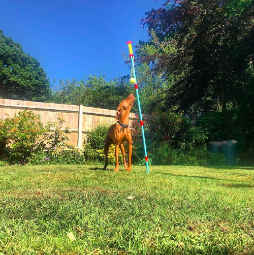 Swingball_UK's tweet photo. Does your pup love Swingball just as much as you do? Make sure you tag us in your #SwingballDogs pics!
.
πΈ @vinnie.the.viz https://t.co/KU88B6fBf8