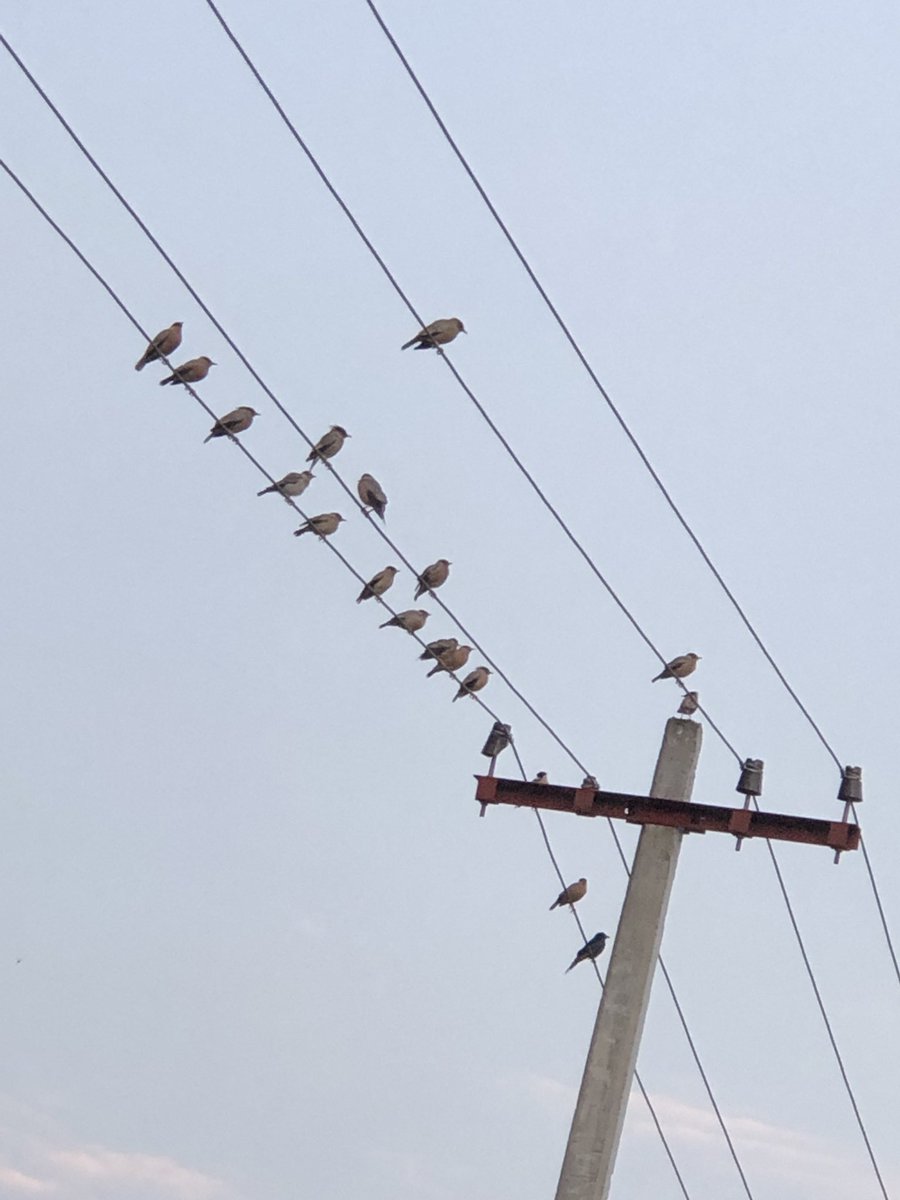 Mubarak_MNM's tweet image. #BirdsGroup #simpleclick at evening time