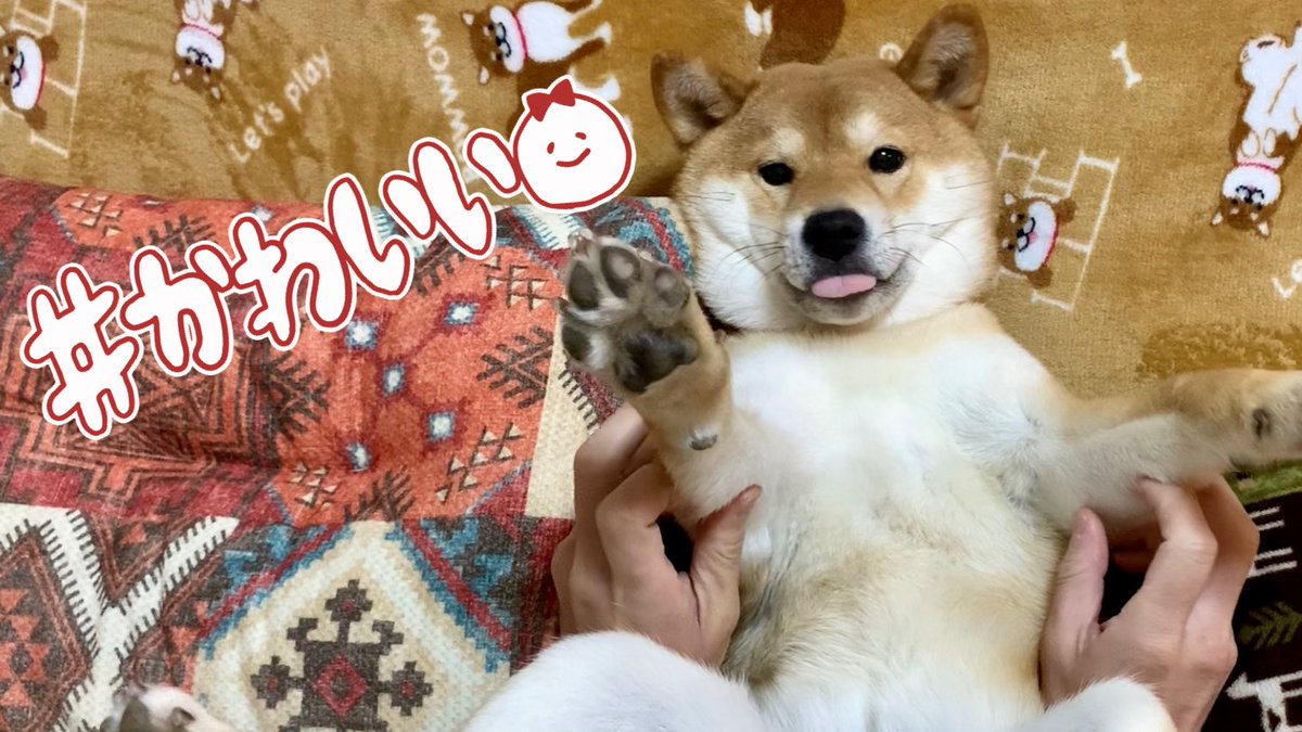 柴犬ふぅ (@ShibaFuu0517) / Posts / X