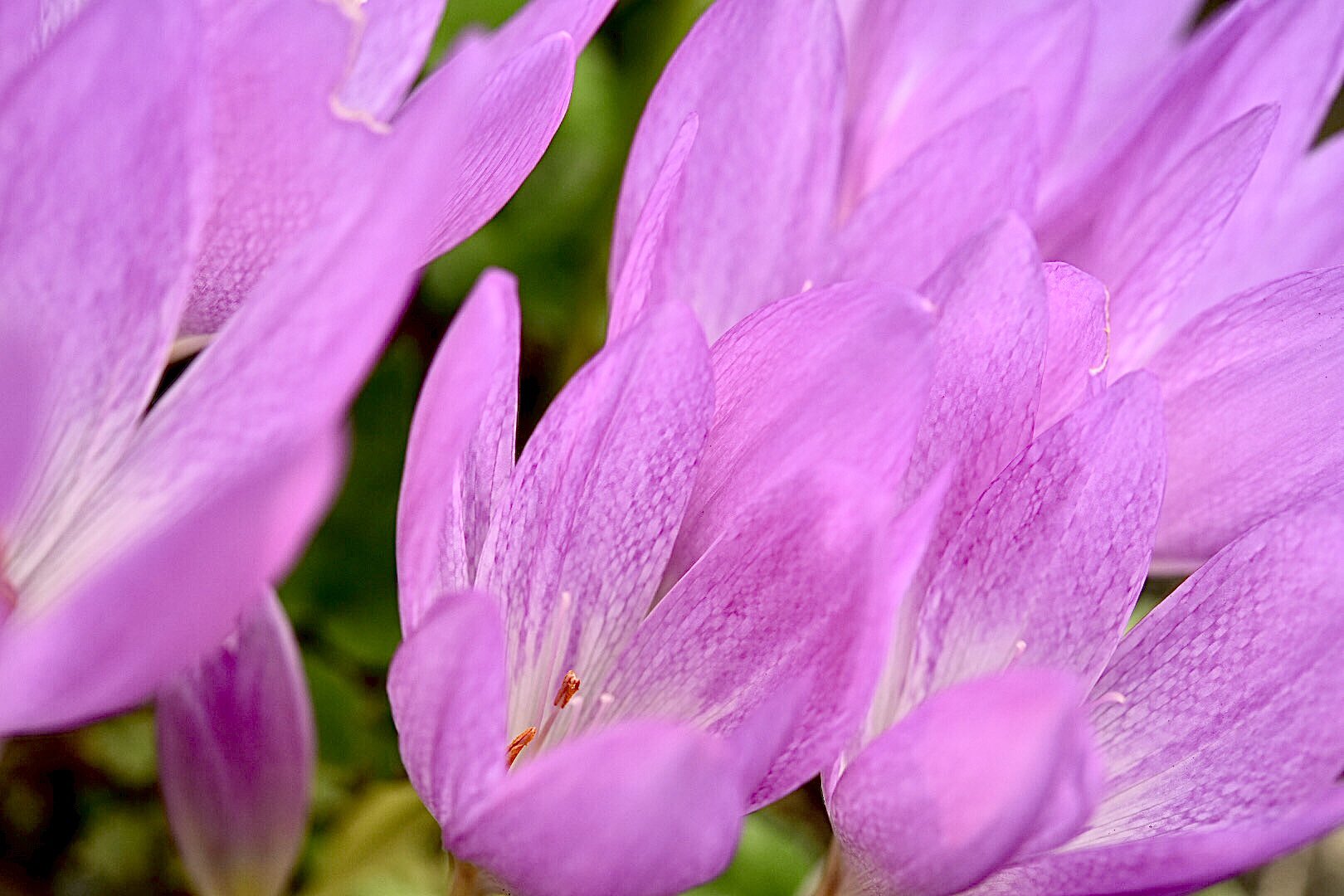 ট ইট র 寫眞家 千田 愼二 Official Colchicum コルチカムの花 イヌサフラン科イヌサフラン 属に分類されるコルチカムは 花姿は似ていますが クロッカス属とはおしべの数が違います 花の中を見ると おしべが6本あるのがイヌサフラン 3本なのが クロッカスです