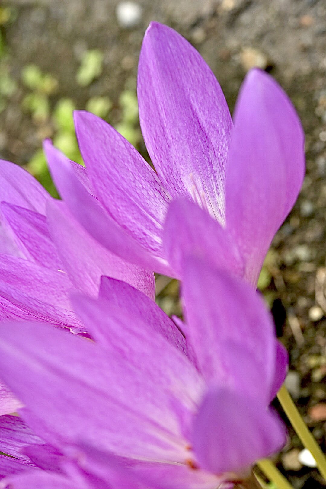 寫眞家 千田 愼二 公式アカウント Colchicum コルチカムの花 イヌサフラン科イヌサフラン 属に分類されるコルチカムは 花姿は似ていますが クロッカス属とはおしべの数が違います 花の中を見ると おしべが6本あるのがイヌサフラン 3本なのが
