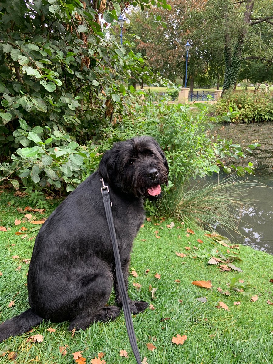 Wilsonatlarge's tweet photo. Such a handsome boy! 💙 @KimHanger https://t.co/zwIOiKkG3S