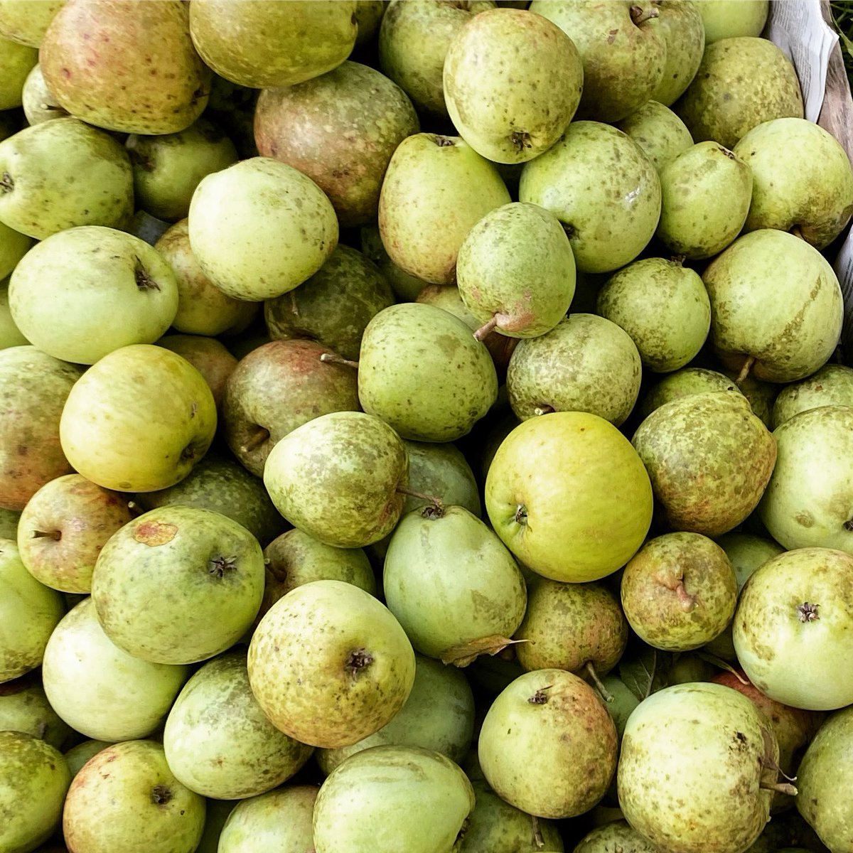 devonyurt's tweet image. We are excited to be collecting our apples from the apple pressing farm today at Rame head - can’t wait to taste it - we’re hoping for good results as the apples are all such old Tamar valley varieties #apples #devonfarm #harvest