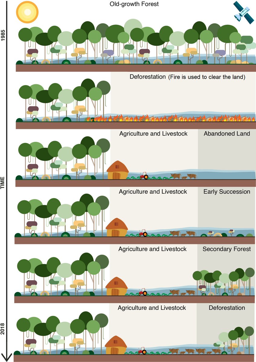 cabotinstitute's tweet photo. Caboteers @vh_trees &amp; @Drjohouse have been working with researchers from Brazil &amp; USA to map the extent, age, gains and losses of Brazilian #SecondaryForests. Paper and free maps -> https://t.co/90D6vRIMd1  
@GeogBristol #ManyMindsOneMission @BristolUni @obtinpe @TREES_Research https://t.co/AcbucCza7K