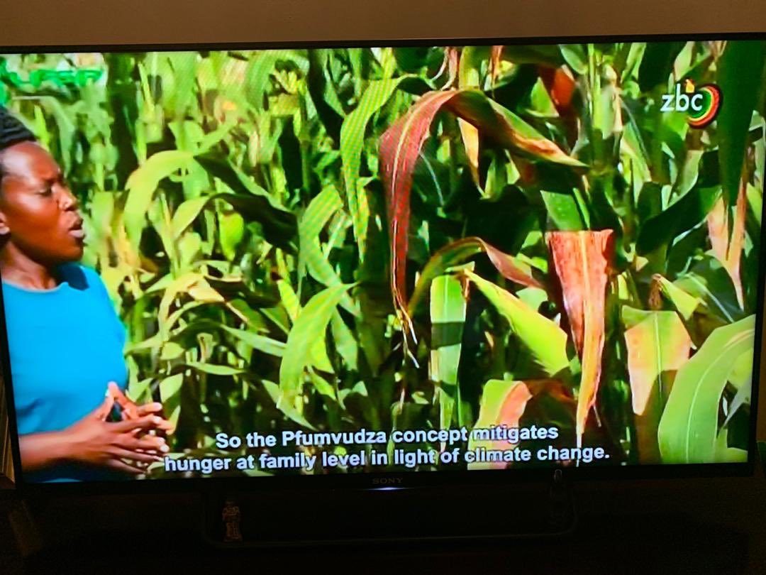 #UKaid🇬🇧 supports <a href="/LFSPZim/">LFSPZim</a> to implement programmes like #pfumvudza/Intwasa that focus on poverty reduction through improved food security among small holder farmers and rural communities in 🇿🇼. 

Watch documentaries on @ZBCNewsOnline to learn more