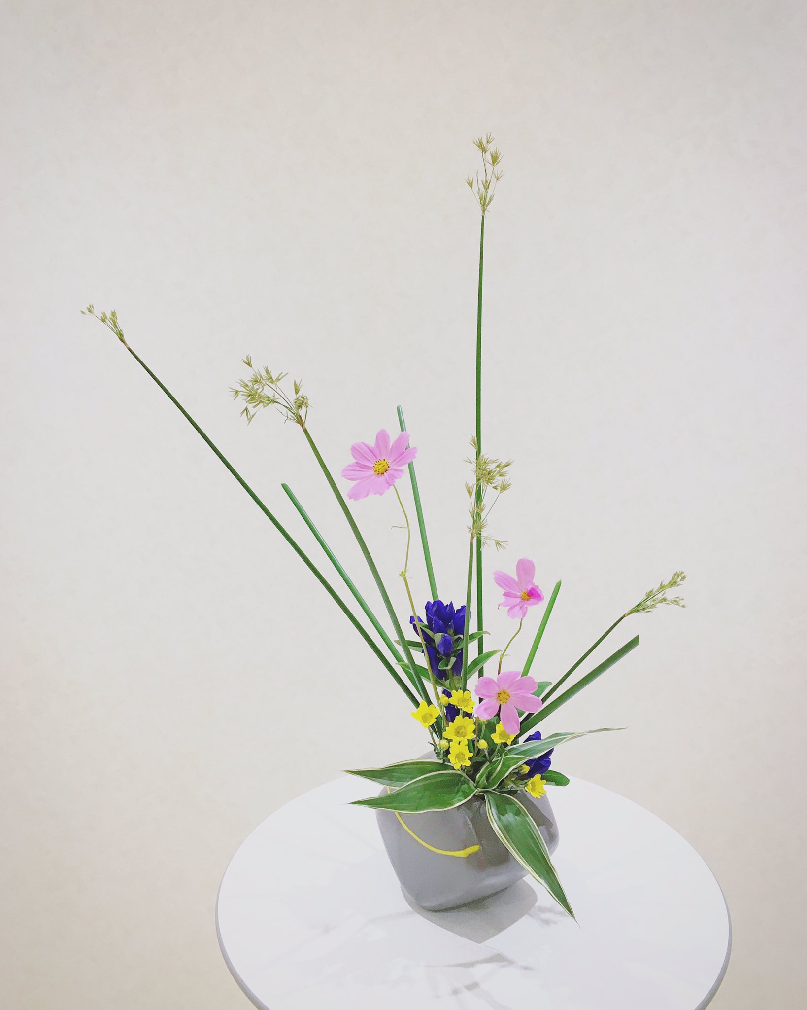 Yuya Ono ペン画 Rucci 池坊 お稽古 久々に自由花 可愛い配色 華道 いけばな 自由花 花材 コスモス フトイ リンドウ 小菊 ドラセナ T Co 8cuydjnmw3 Twitter Yuya Ono ペン画 Rucci 池坊 お稽古 久々に自由花 可愛い配色 華道 いけばな 自由花 花材 コスモス フトイ リンドウ 小菊 ドラセナ T Co 8cuydjnmw3 Twitter