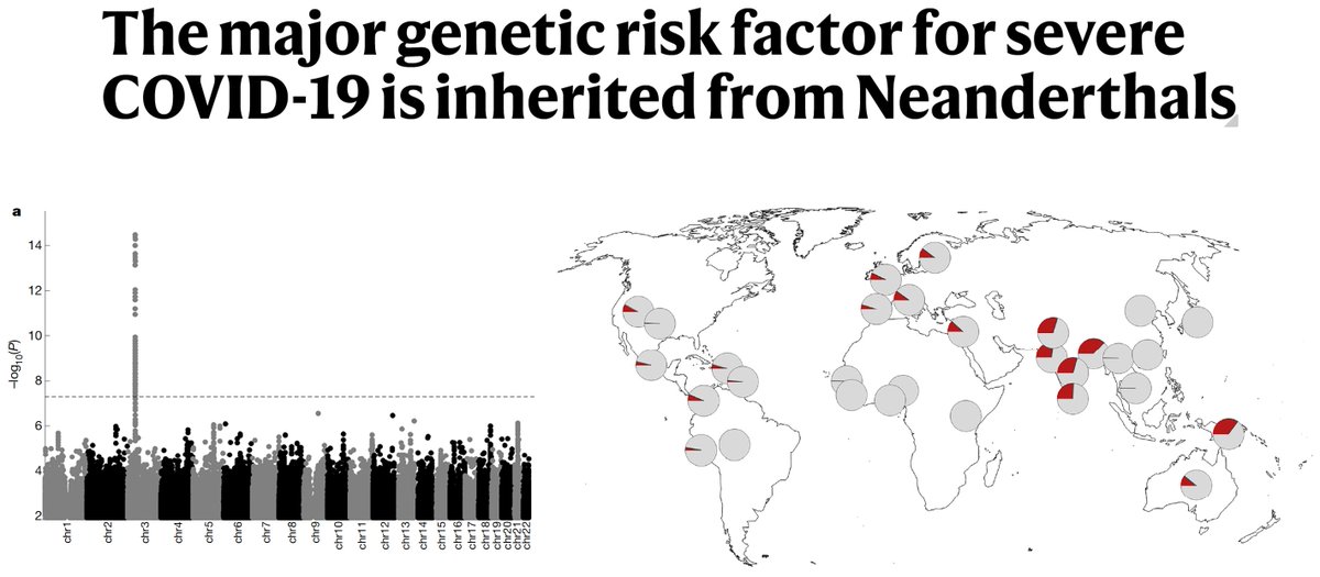 EricTopol's tweet photo. The major genetic risk factor associated with severe #COVID19, a chromosome 3 genomic cluster, is derived from a Neanderthal haplotype, and carried by ~50% of people in South Asia and ~15% of people in Europe
Just out @nature https://t.co/oM3CIXBZ0B https://t.co/qLo84ZdOwX