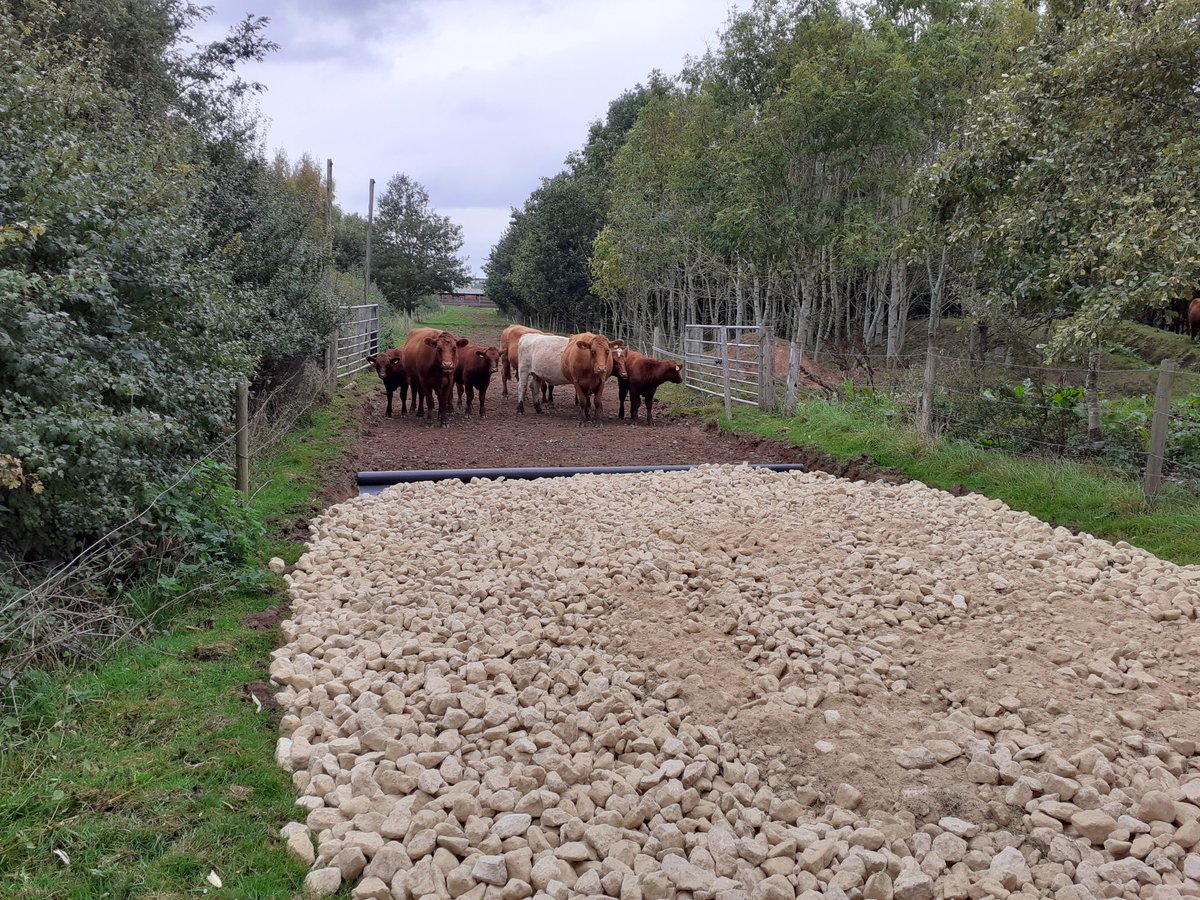 MeaseRiver's tweet image. The cows are making sure their new track is being completed to the highest standards.