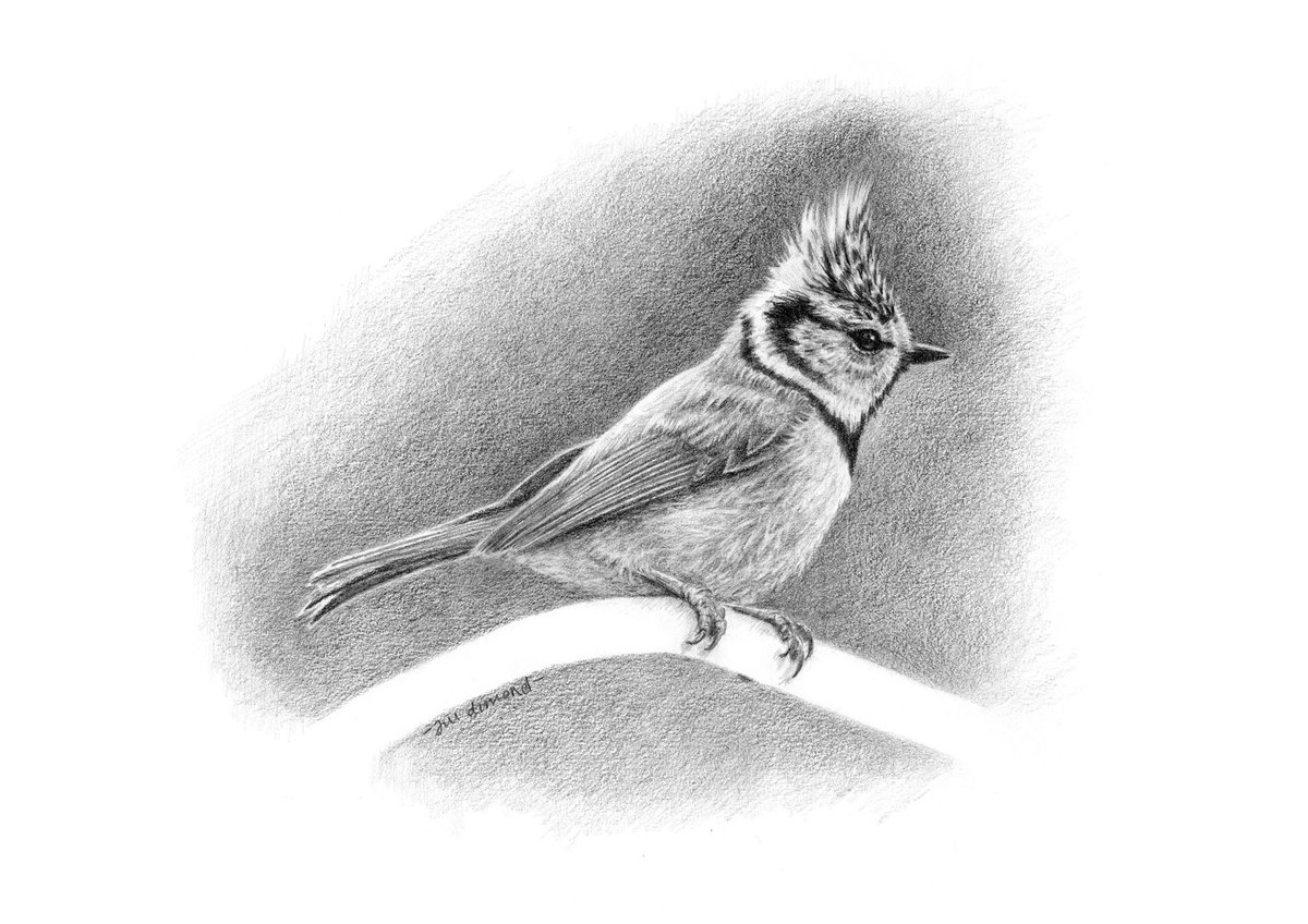 Started this little cutie while away in Scotland and have just finished him! A gorgeous crested tit drawn in pencil! Original drawing available now if you fancy him on your wall! 👉 bit.ly/36hqCq4 

#birdart #crestedtit #wildlifeart #drawing #rspb #ukwildlife